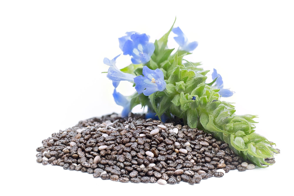 1000 Chia (Salvia Hispanica) Seeds