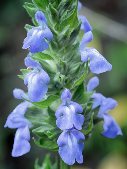1000 Chia (Salvia Hispanica) Seeds
