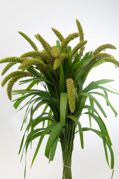 100 FOXTAIL MILLET Setaria Italica Ornamental Grass Flower Seeds