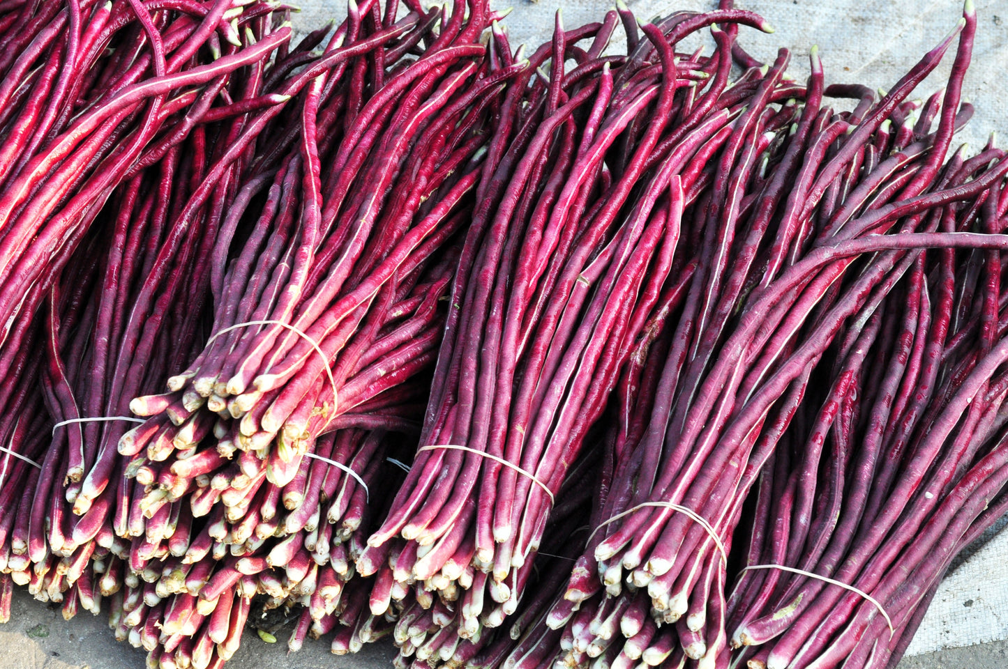 25 Red Noodle Bean (Phaseolus Vulgaris) Seeds