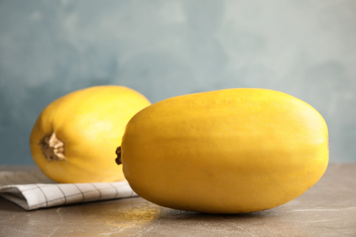50 VEGETABLE SPAGHETTI SQUASH Winter Cucurbita Pepo Seeds