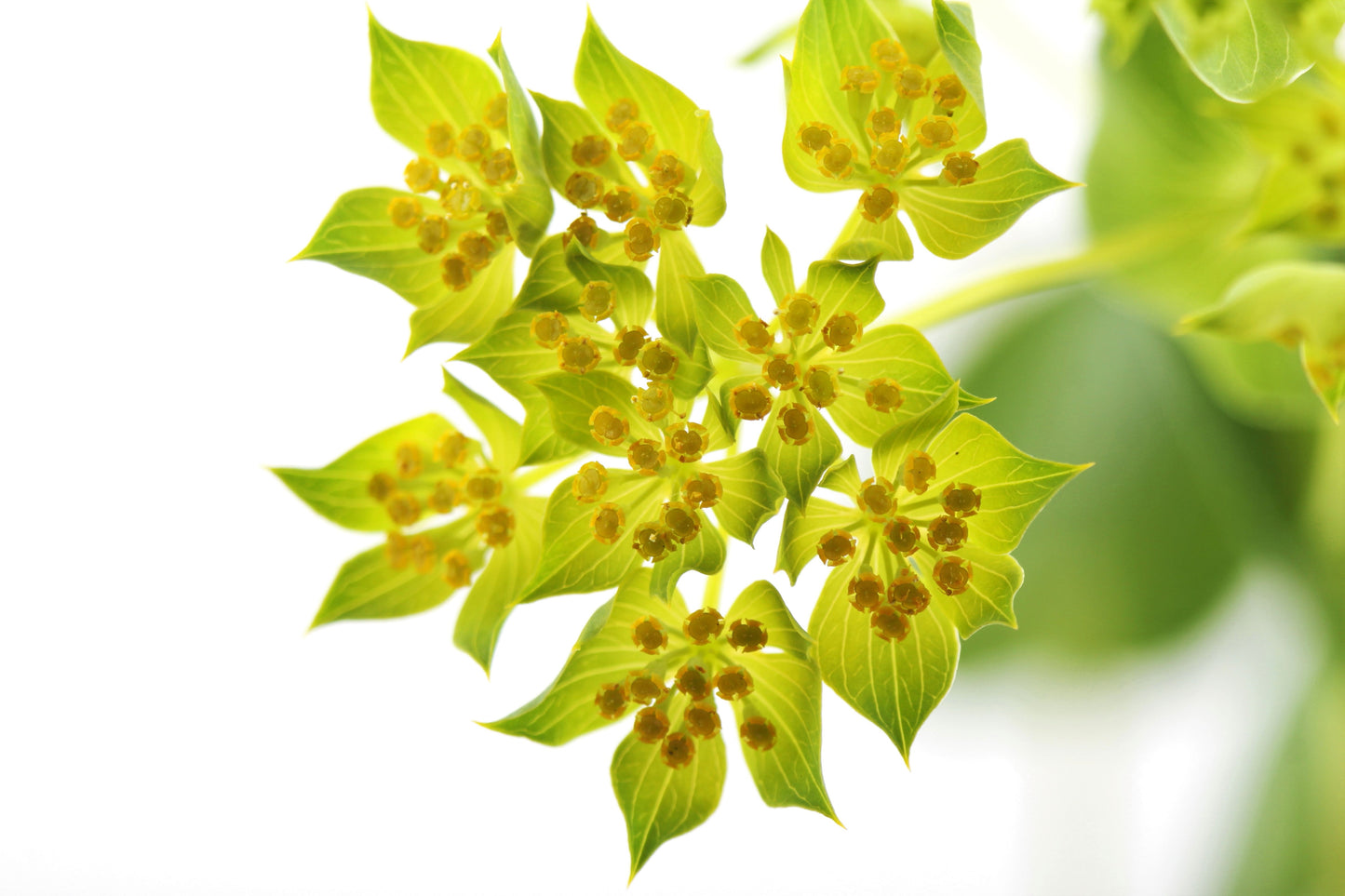 100 Green Gold Bupleurum (Griffithii Rotundifolium) Seeds