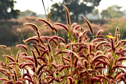 Red Jewel Millet (Setaria italica) Seeds – 25 ct
