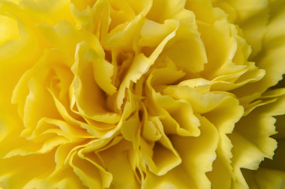 50 Yellow Carnation (Dianthus Caryophyllus ) Seeds
