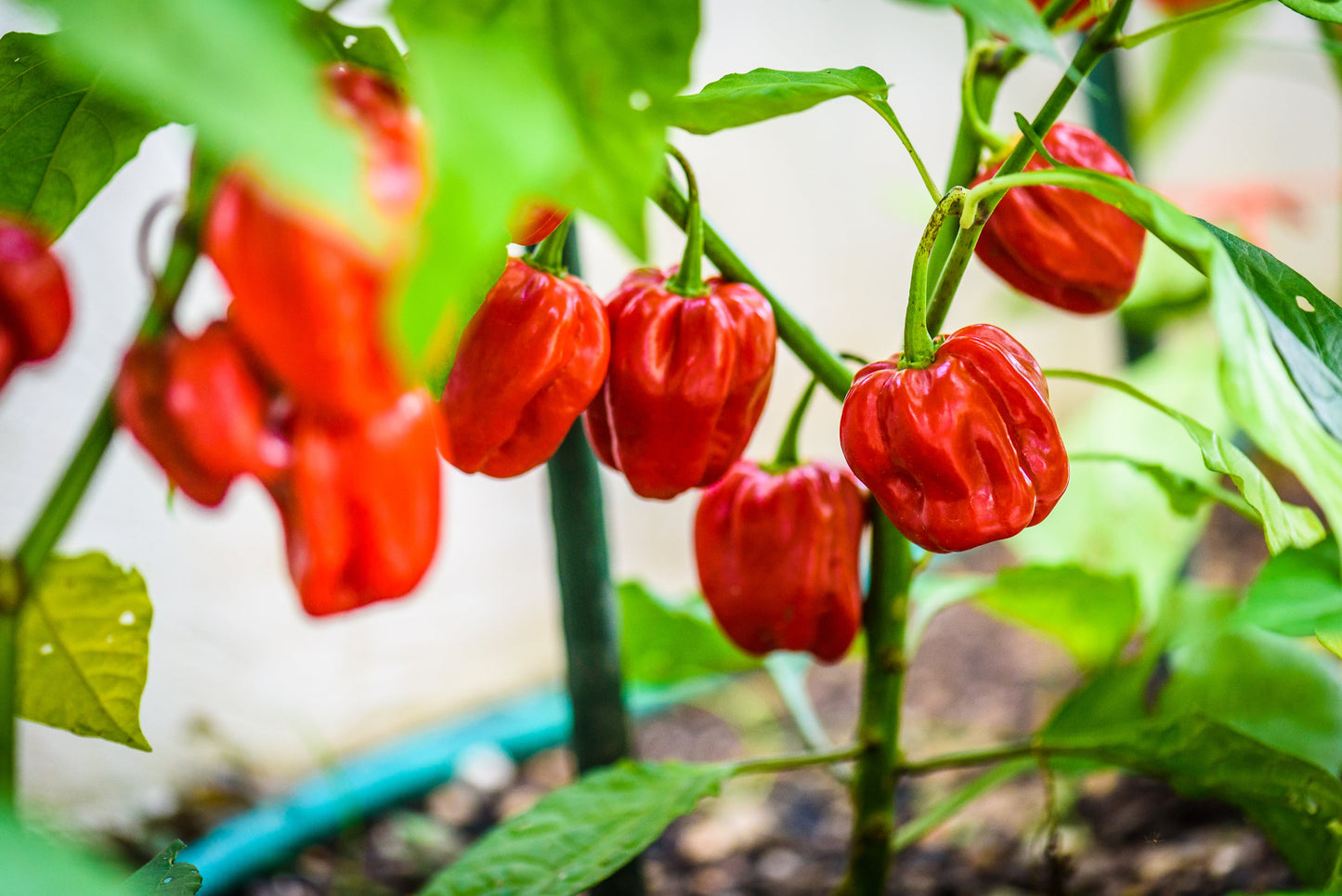 50 Red Habañero Pepper (Capsicum Chinense) Seeds