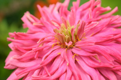 300 Cactus Flowered Zinnia Mix (Zinnia Elegans) Seeds