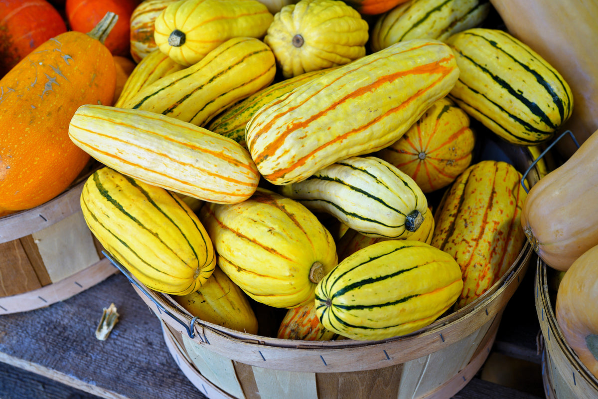 50 Delicate Squash (Cucurbita Pepo) Seeds