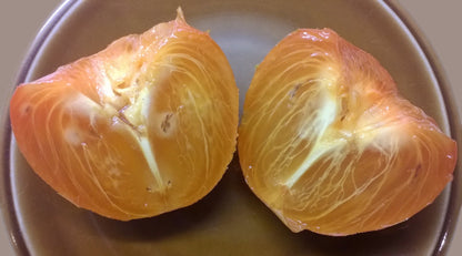 Date Plum Persimmon (Diospyros lotus) Seeds – 10 ct