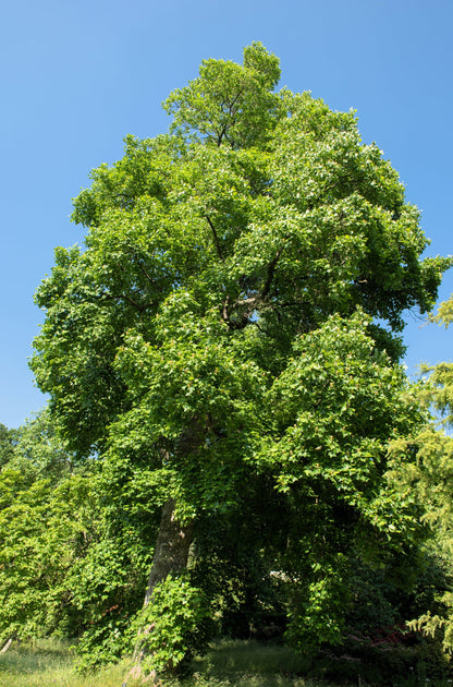 15 TULIP POPLAR TREE Yellow Flower Liriodendron Tulipifera Whitewood Seeds