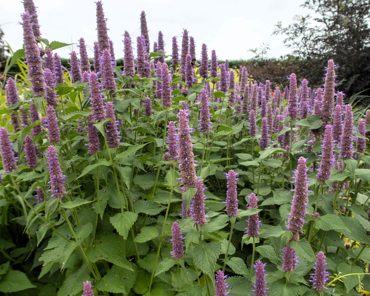 Anise Hyssop (Agastache foeniculum) Seeds – 500 ct