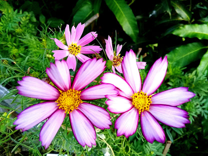 300 CANDY STRIPE COSMOS Bipinnatus Pink White Flower Seeds