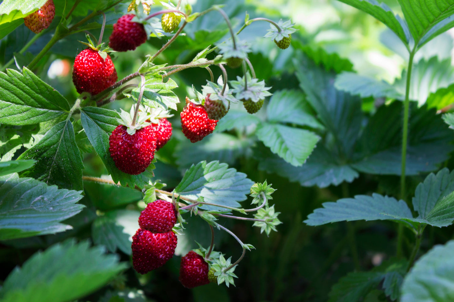 100 Alpine Strawberry (Fragaria Vesca) Seeds