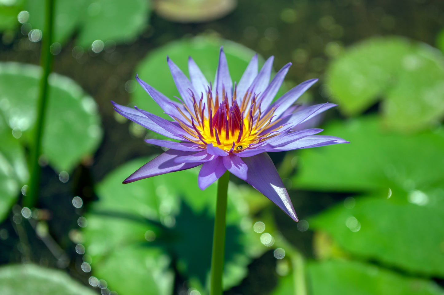 10 Blue Water Lily (Nymphaea Caerulea) Seeds