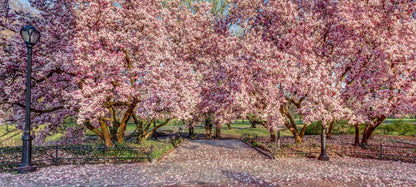 5 Saucer Magnolia/Tulip Tree (Soulangeana Denudata & Liliiflora)  Seeds