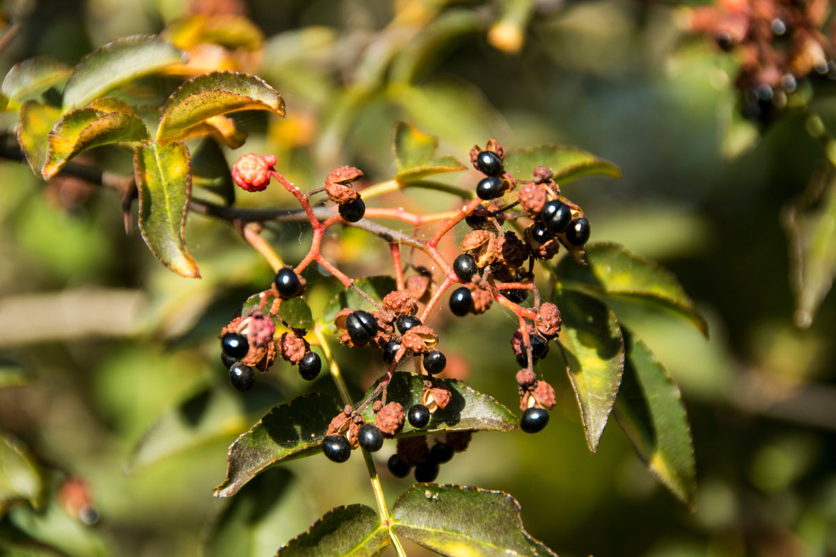 Sichuan Pepper (Zanthoxylum bungeanum) Seeds – 25 ct