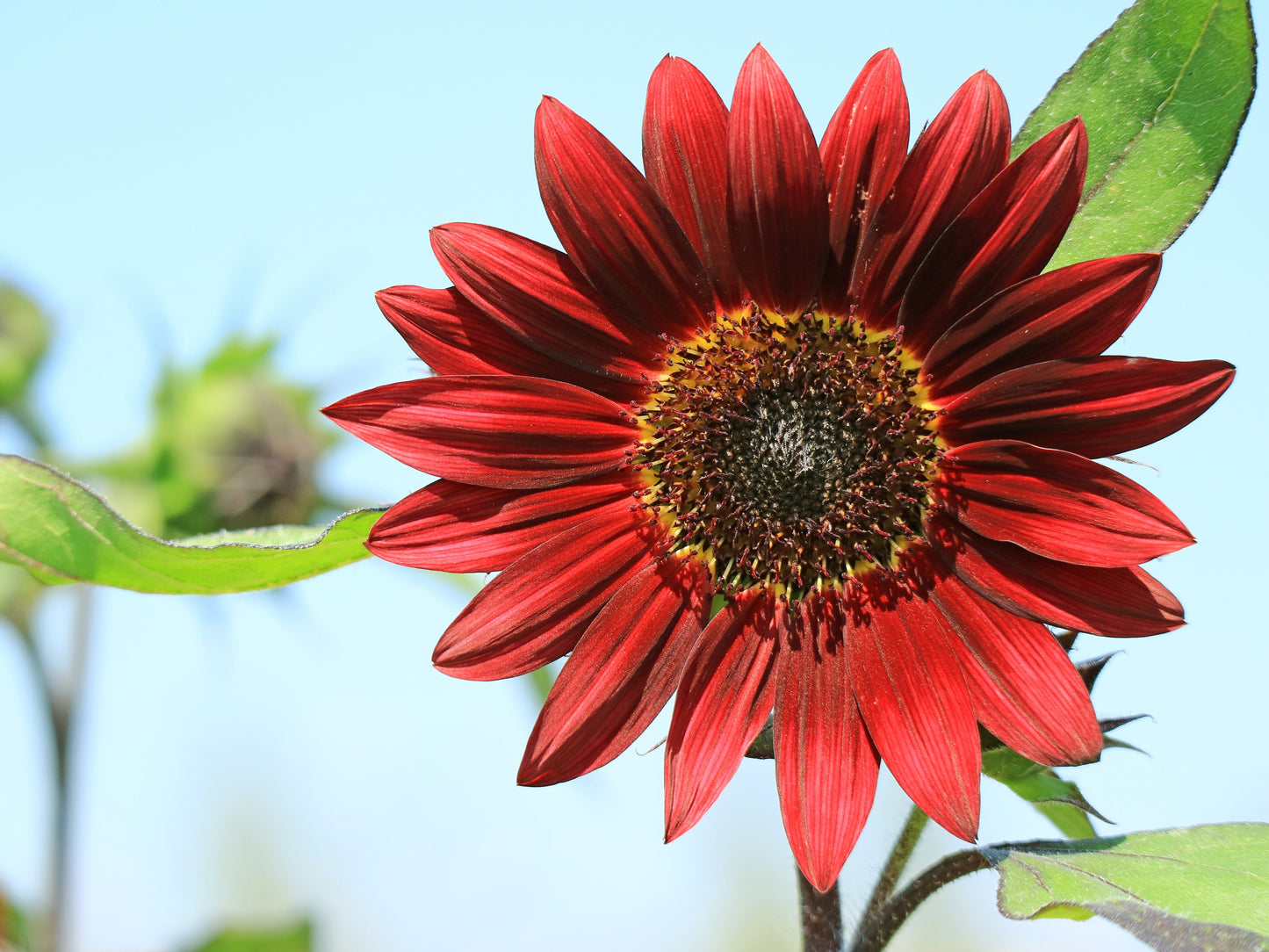 25 Velvet Queen Sunflower (Helianthus Annuus) Seeds