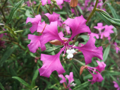 500 Elegant Clarkia (Clarkia Elegans) Seeds