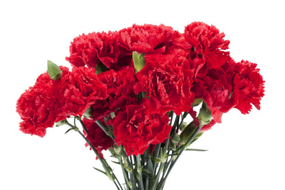 50 Scarlet Carnation  (Dianthus Caryophyllus Grenadin) Seeds