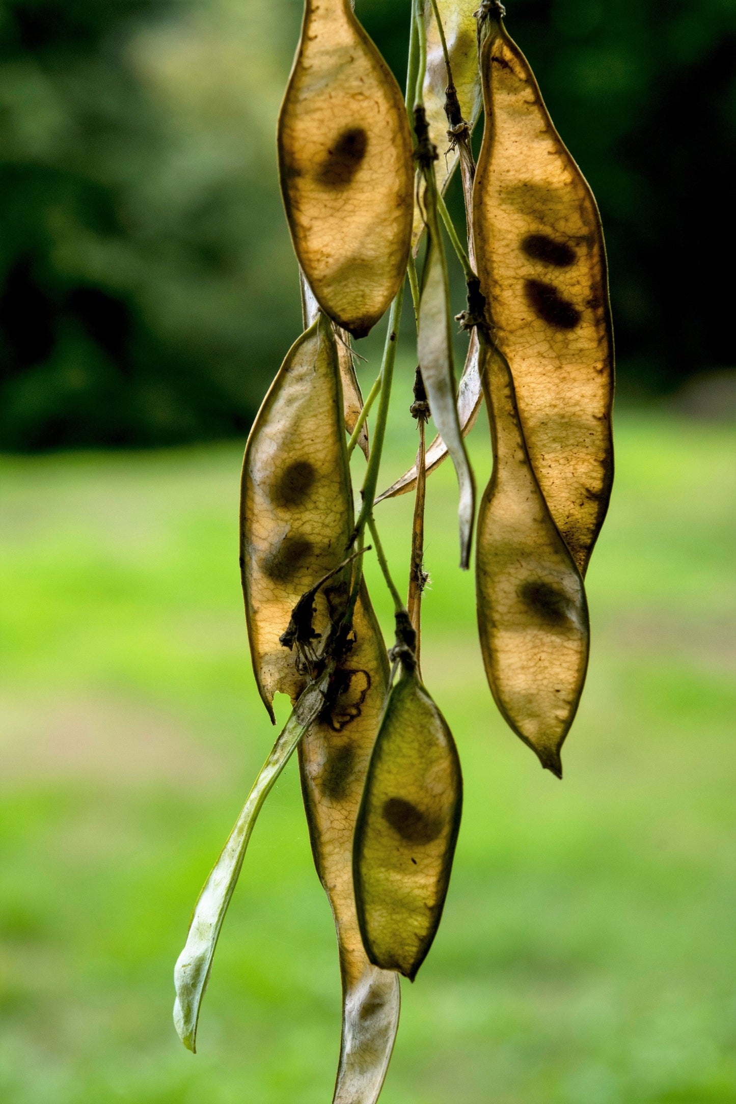 10 Yellow Ash Tree (Cladrastis Lutea Kentukea) Seeds