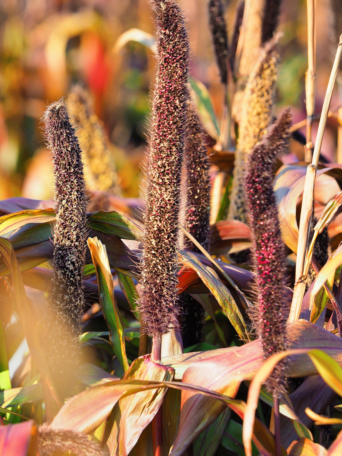 Red Jewel Millet (Setaria italica) Seeds – 25 ct