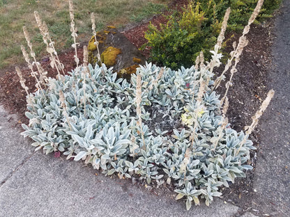 100 Woolly Lamb's Ear (Stachys Byzantina) Seeds