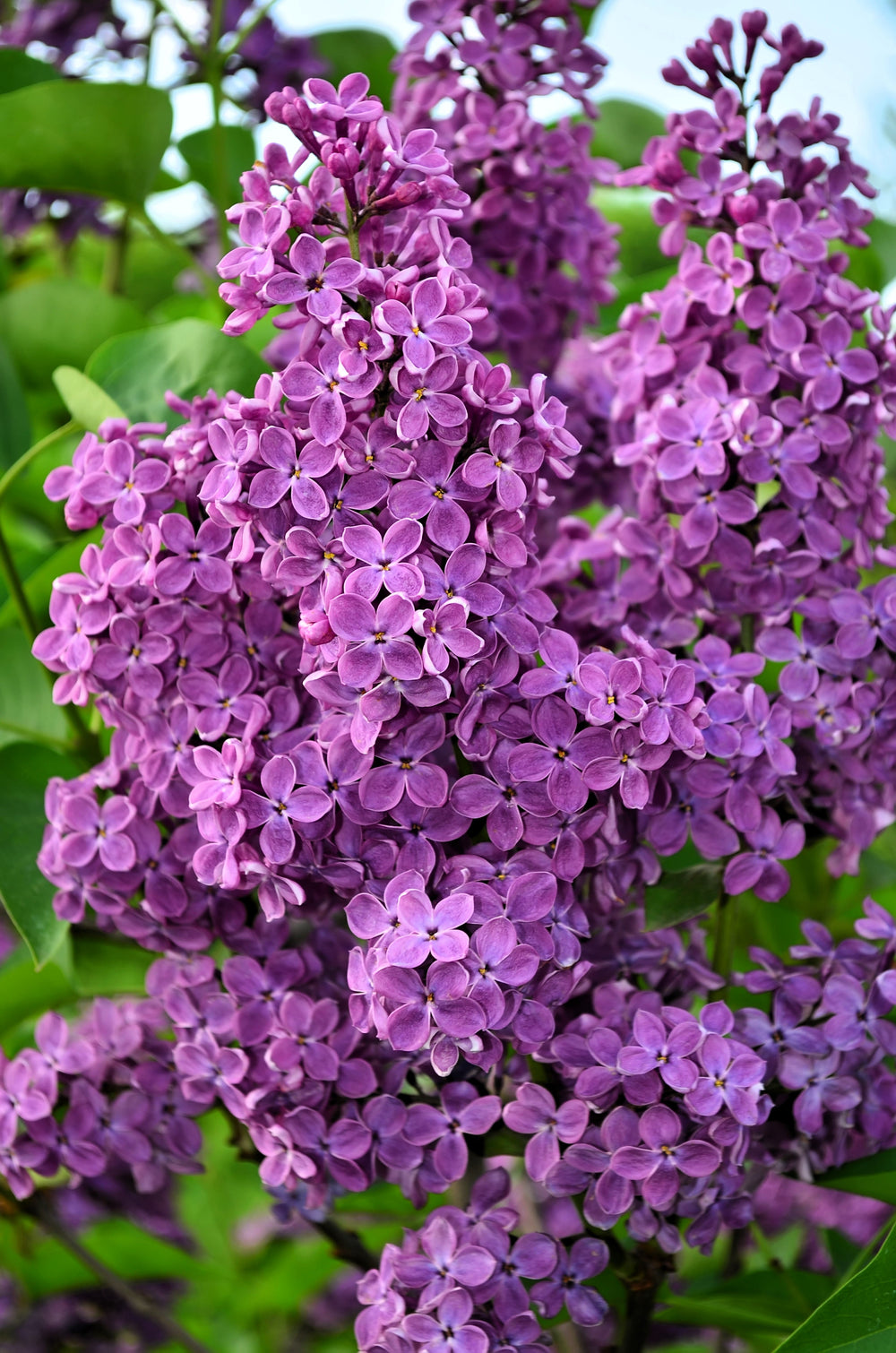 25 French Lilac (Syringa Vulgaris) Seeds