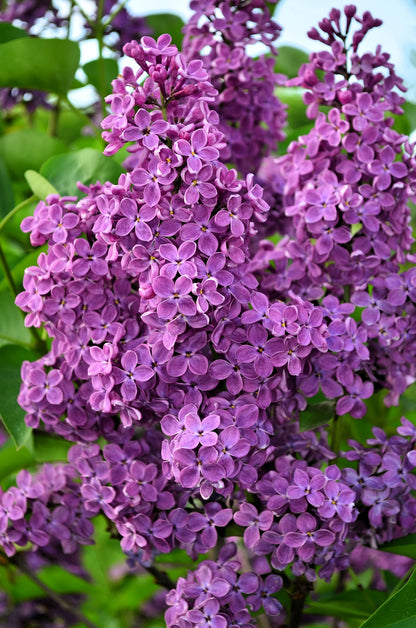 25 French Lilac (Syringa Vulgaris) Seeds