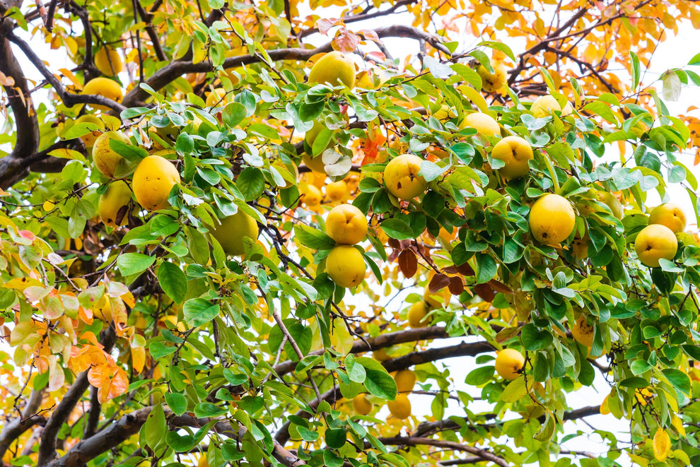 20 Chinese QUINCE FRUIT TREE Chaenomeles Sinensis Pseudocydonia Fruit ...