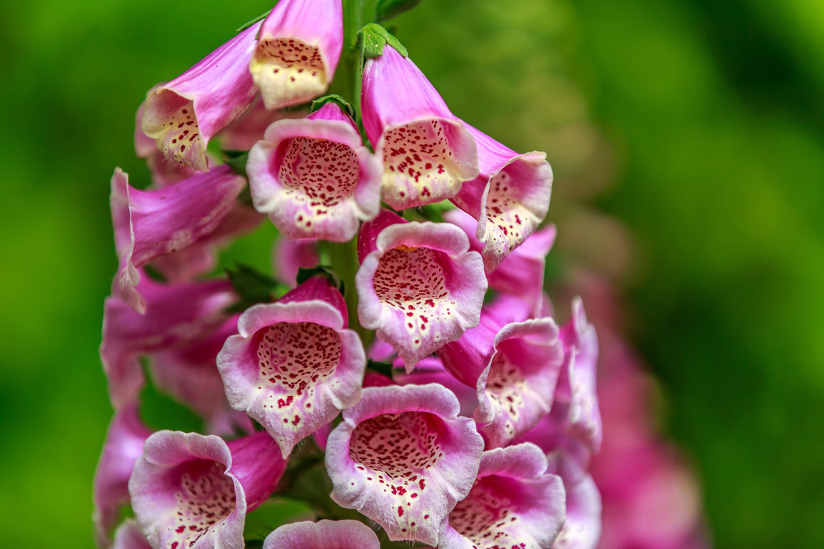 1000 PINK FOXGLOVE Digiitalis Purpurea Flower Seeds