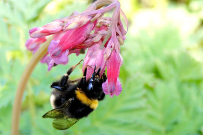 10 Bleeding Heart (Dicentra Formosa) Seeds