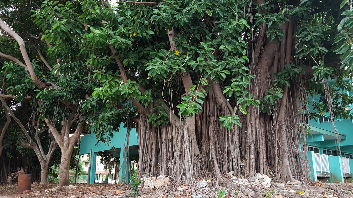 Banyan Fig (Ficus benghalensis) Seeds – 50 ct