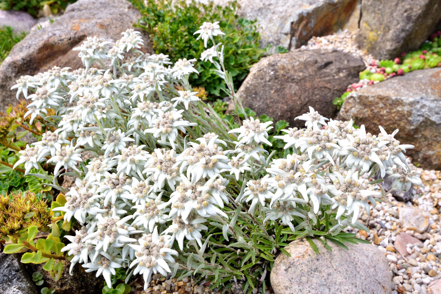 50 Edelweiss (Leontopodium Alpinum) Seeds