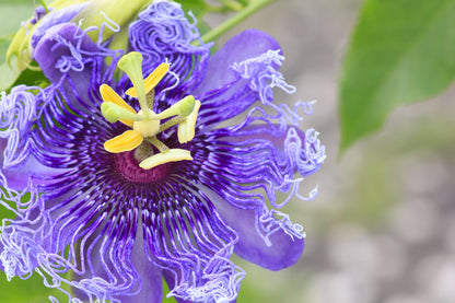 10 Purple Passion Flower (Granadilla Passiflora Incarnata) Seeds