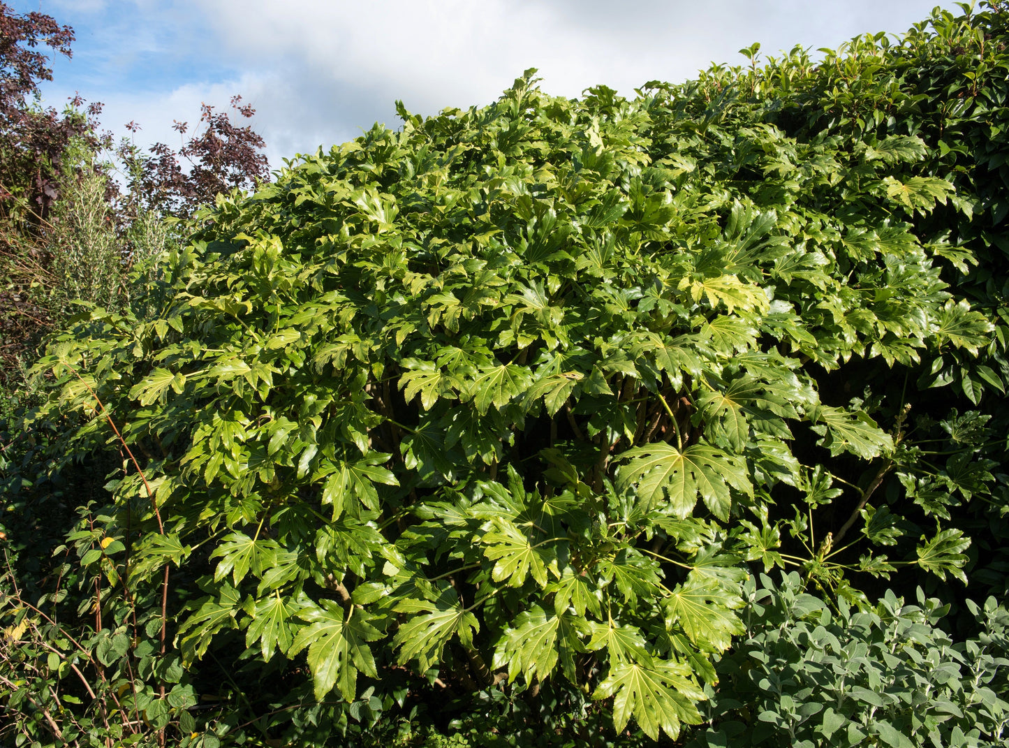 10 Japanese Fatsi (Fatsia Aralia Japonica) Seeds