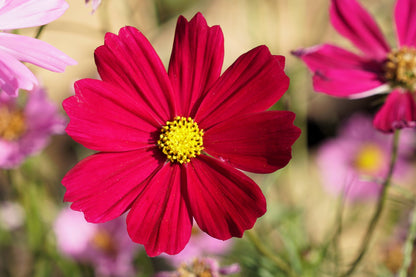 300 Cosmos Dazzler (Cosmos Bipinnatus) Seeds