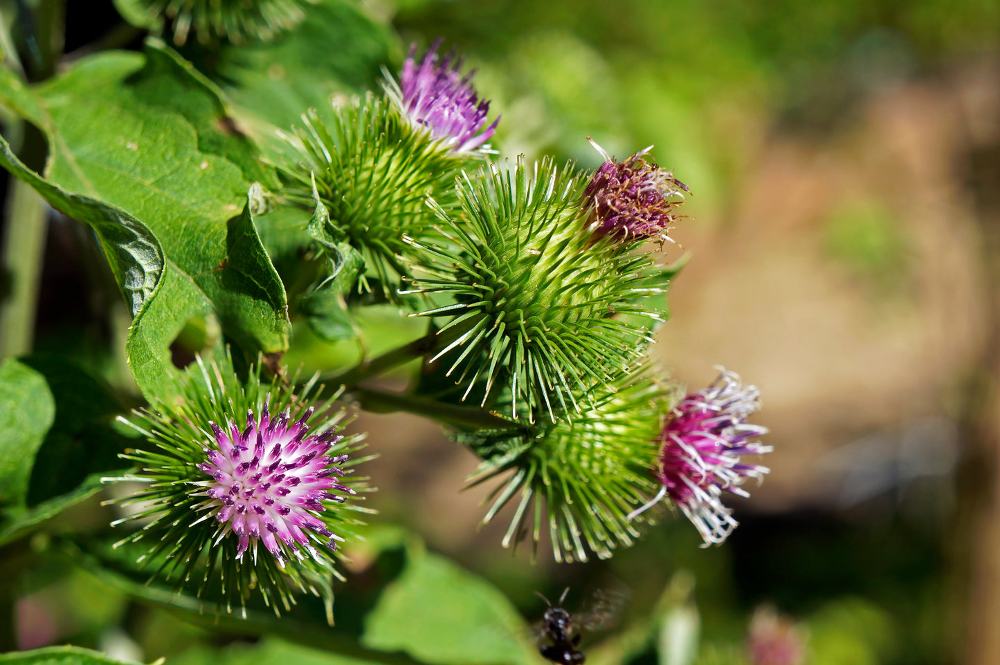 200 Burdock (Arctium Lappa) Seeds