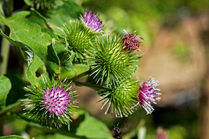 200 Burdock (Arctium Lappa) Seeds