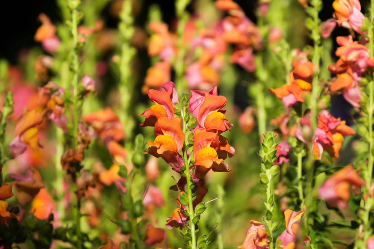 250 Orange Wonder Snapdragon (Antirrhinum Majus) Seeds
