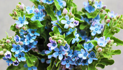 10 TWEEDIA BLUE MILKWEED Southern Star of Argentine Tweedia Caerulea syn. Oxypetalum Flower Vine Seeds