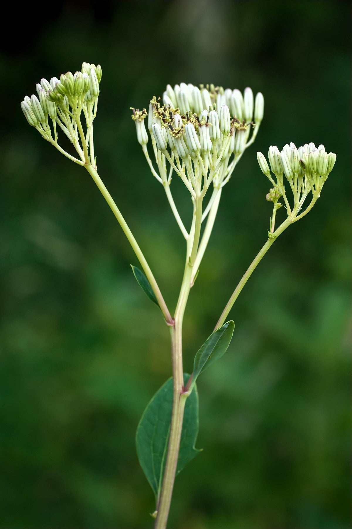 Great Indian Plantain (Hasteola suaveolens) Seeds – 50 ct