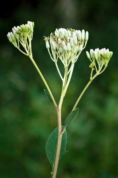 Great Indian Plantain (Hasteola suaveolens) Seeds – 50 ct