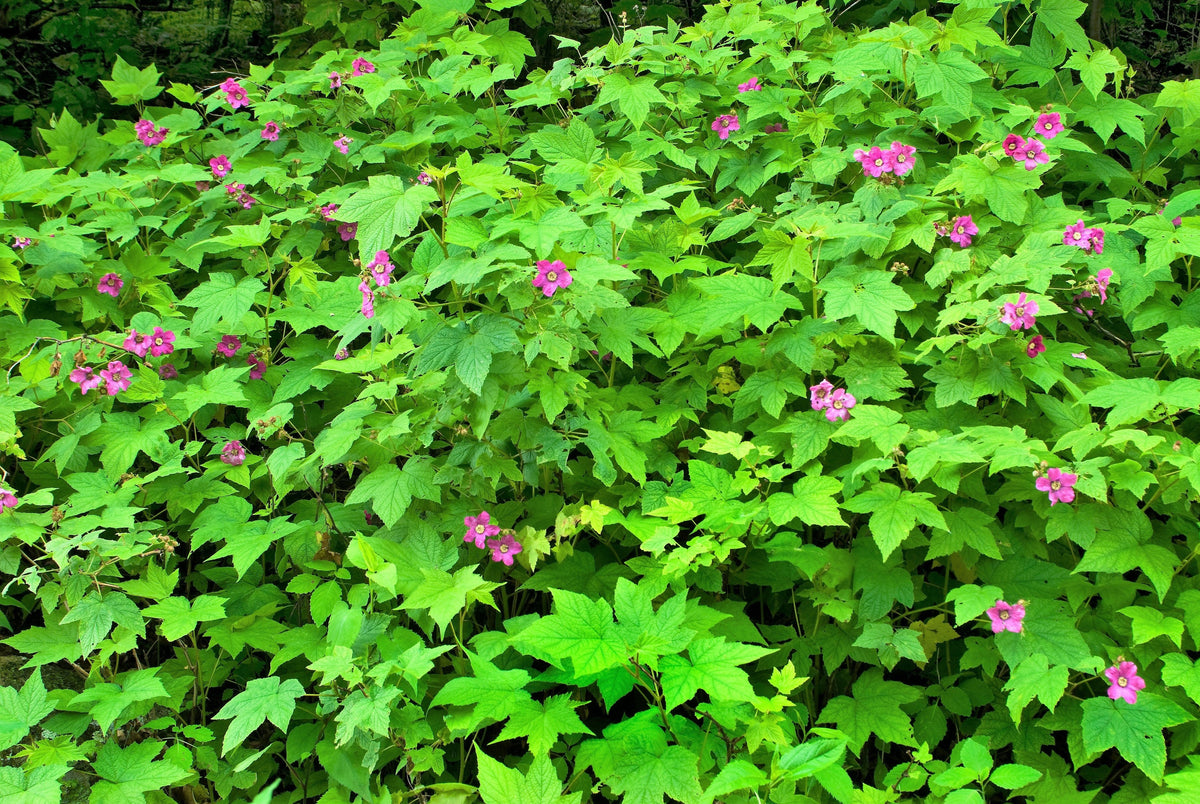 Purple Flowering Raspberry (Rubus odoratus) Seeds – 20 ct