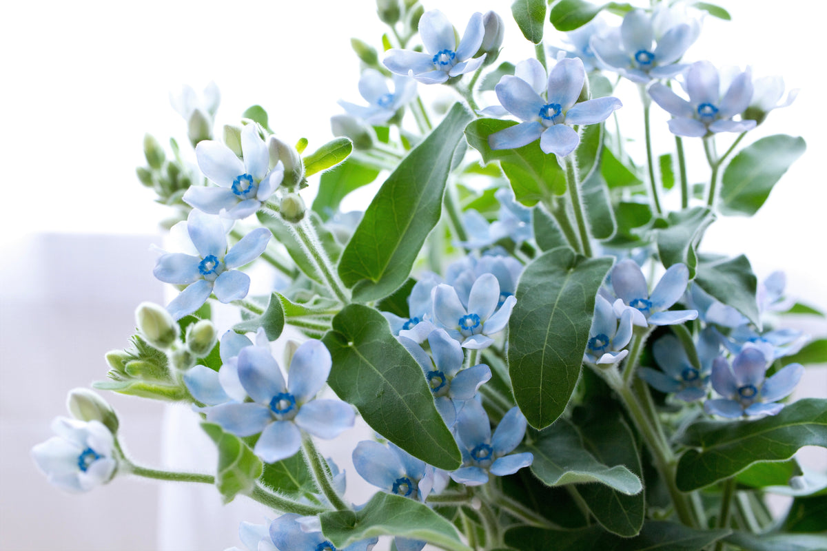10 TWEEDIA BLUE MILKWEED Southern Star of Argentine Tweedia Caerulea syn. Oxypetalum Flower Vine Seeds