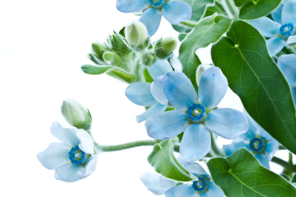 10 TWEEDIA BLUE MILKWEED Southern Star of Argentine Tweedia Caerulea syn. Oxypetalum Flower Vine Seeds