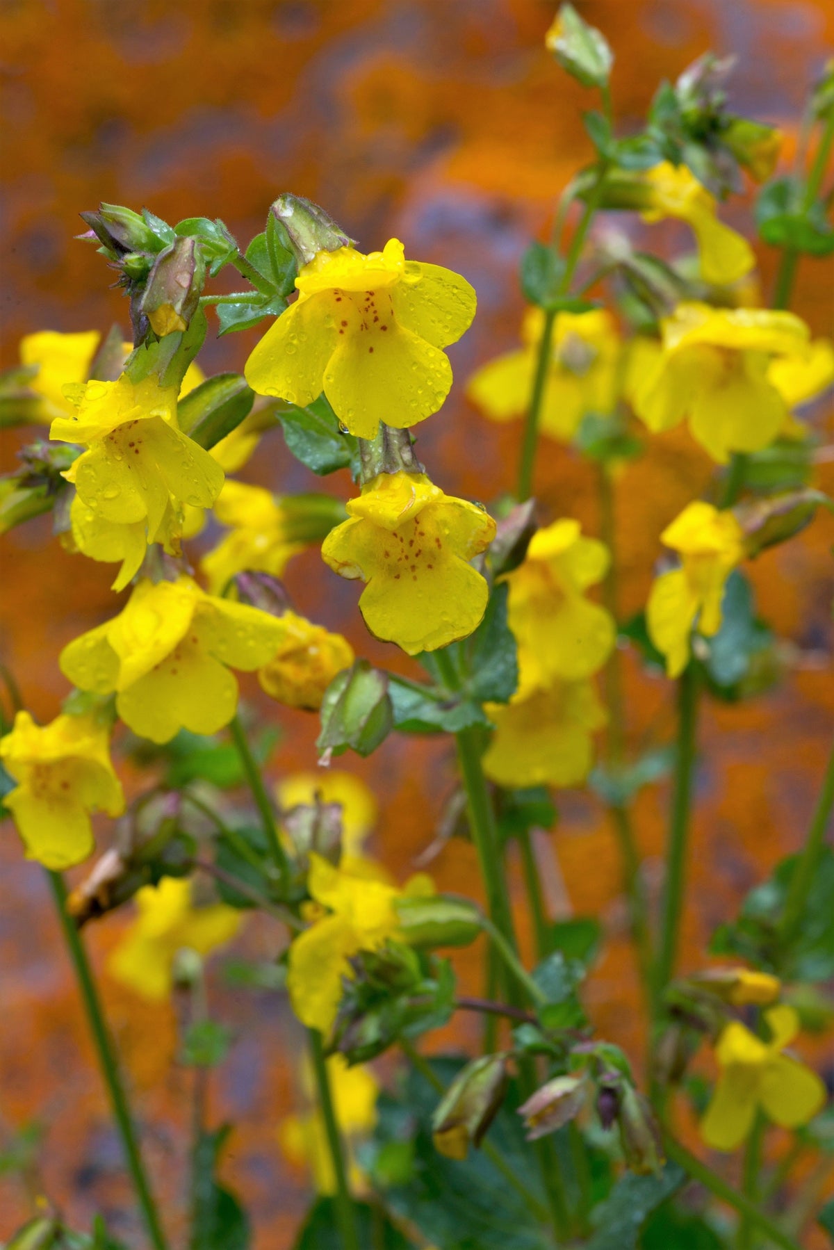 Yellow Monkey Flower (Mimulus guttatus) Seeds – 250 ct