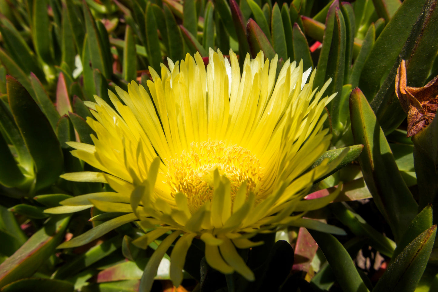 100 Gelato Yellow Ice Plant (Dorotheanthus Bellidiformis) Seeds