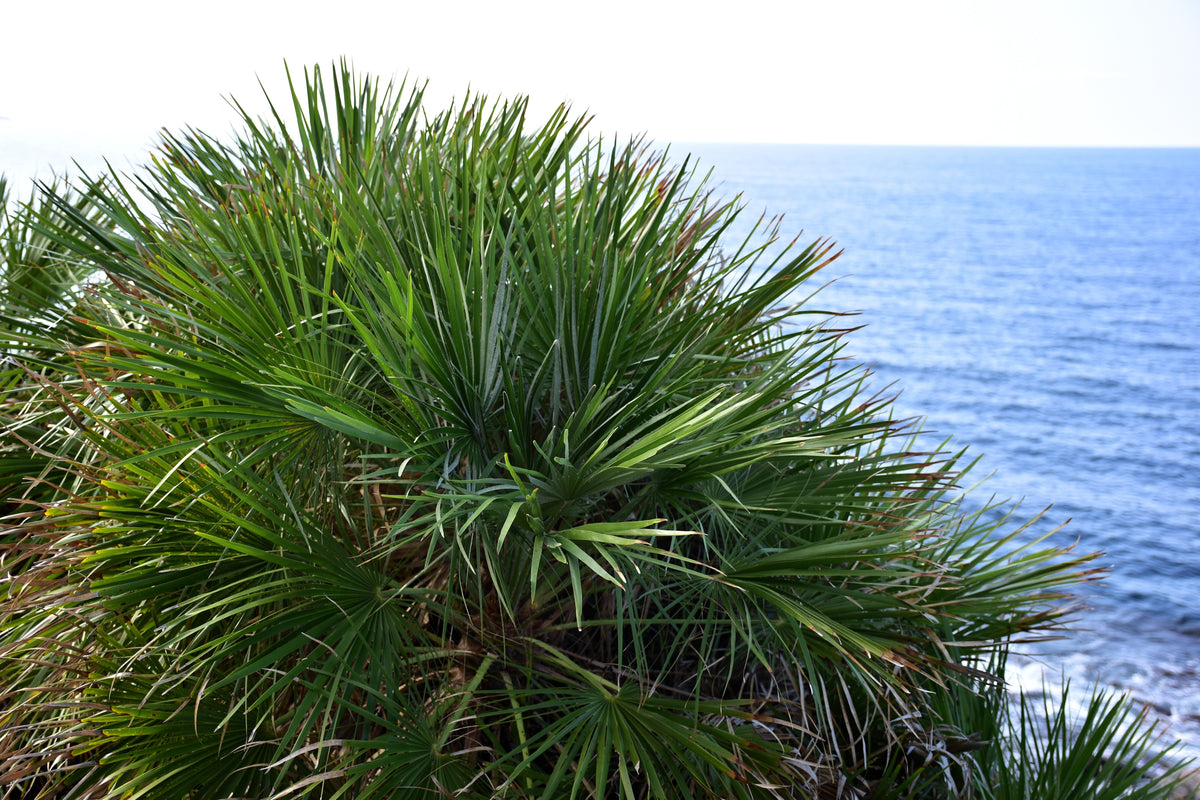 Green Saw Palmetto (Serenoa repens) Seeds – 5 ct