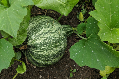 30 Green Striped Cushaw Squash (Cucurbita Mixta) Seeds