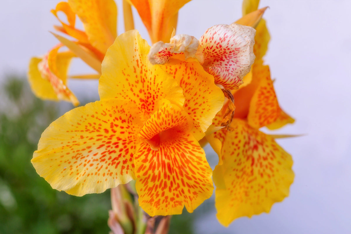 Yellow Canna Lily (Canna indica) Seeds – 5 ct