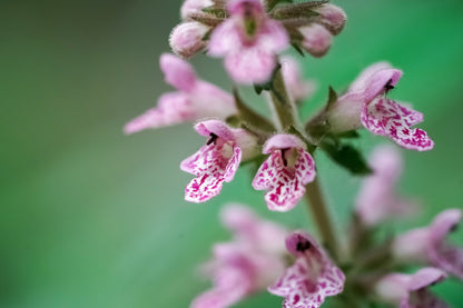 100 Chinese Motherwort (Leonurus Japonicus) Seeds